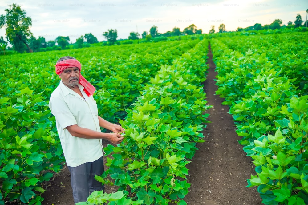 indian farmer examination in cotton field