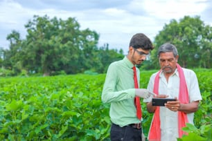 young handsome agronomist and farmer inspecting cotton field with tablet