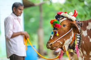 Un jeune agriculteur indien célèbre le festival Pola