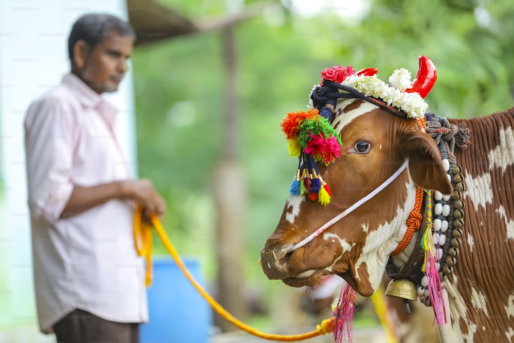 jovem agricultor indiano que celebra o festival de Pola