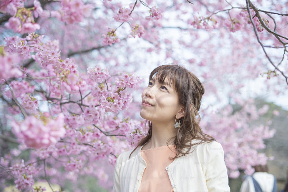 japanese sakura