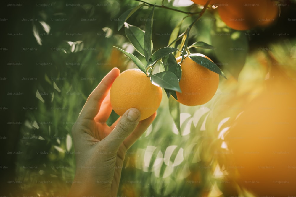 枝オレンジの木の果実の緑の葉とボケ。農業のコンセプト。