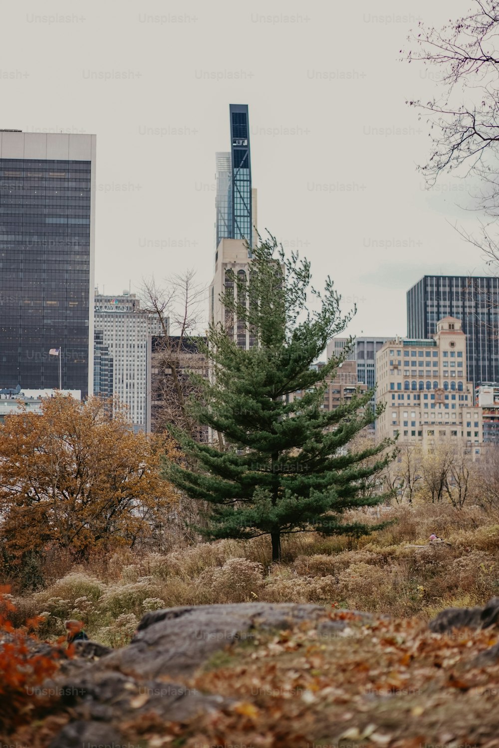 a lone tree in the middle of a field