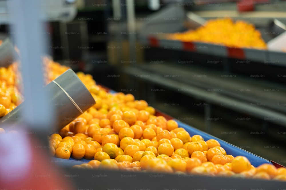 Heap of ripe sweet mandarin oranges on citrus crop sorting and packaging line at agricultural farm