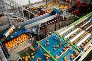 Tangerines mûres sur le tapis roulant d’une usine de transformation de fruits. Vue de dessus.