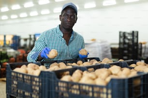 Hired food warehouse worker checks the quality of the harvested potato crop