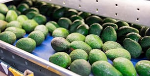 Fresh ripe appetizing avocado running on rolling conveyor of production line