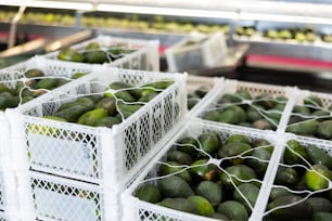 Sorted ripe Hass avocados packed in plastic boxes ready for storage or delivery to stores at fruit farm