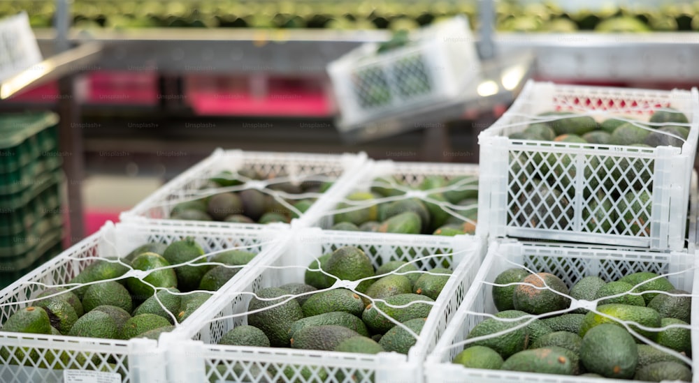 Fresh tropical fruit avocado in crates after packaging, warehouse at mango factory