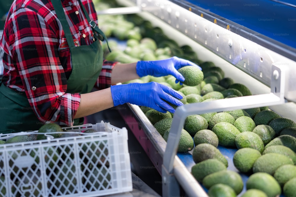 Fresh ripe appetizing avocado running on rolling conveyor of production line