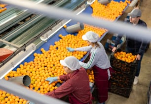 A team of workers carry out manual selection of fruits. Checking quality of tangerines.