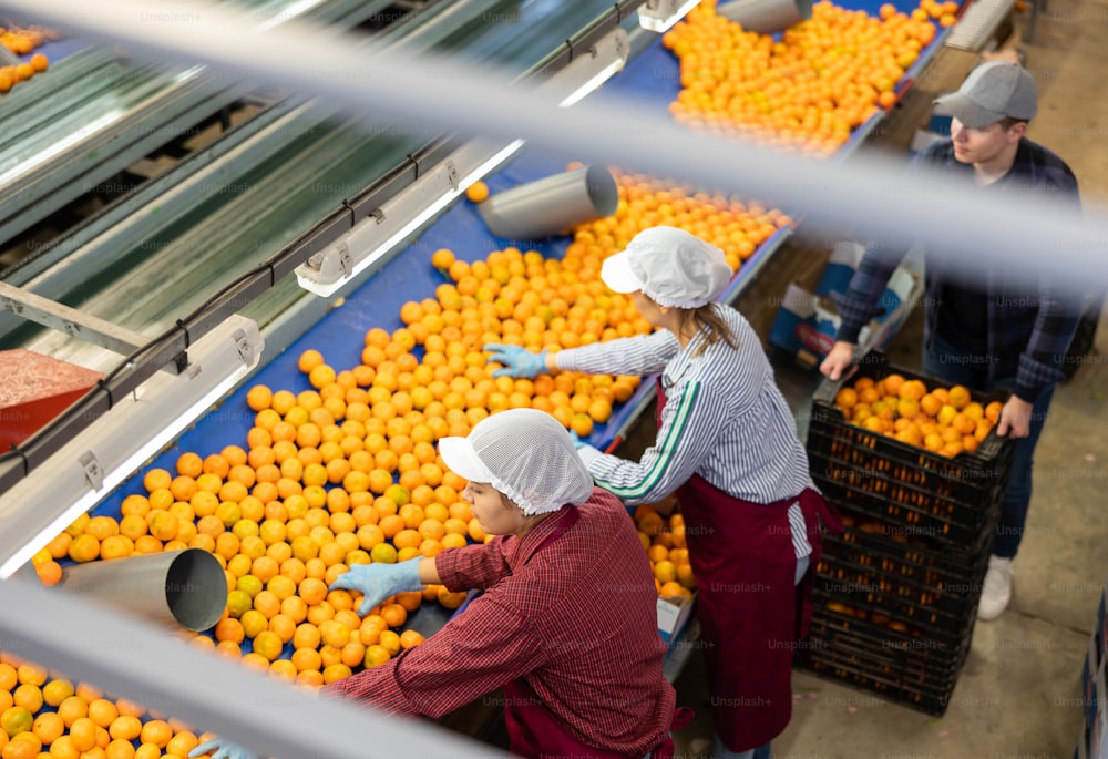 A team of workers carry out manual selection of fruits. Checking quality of tangerines.