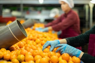 Ouvrier à la chaîne de tri dans une usine de transformation agricole vérifiant les mandarines mûres, grenaille coupée