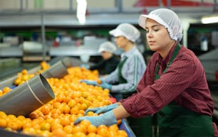 Joven trabajadora profesional de la fábrica de procesamiento de frutas que verifica las mandarinas maduras frescas en la cinta transportadora de la línea de producción de clasificación