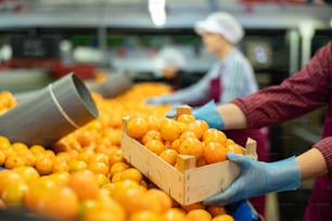 Hands of fruit sorting and packing warehouse worker holding wooden box with fresh ripe mandarins