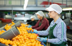 Workers in colored uniforms sort tangerines on a conveyor line for processing citrus fruits in a warehouse.