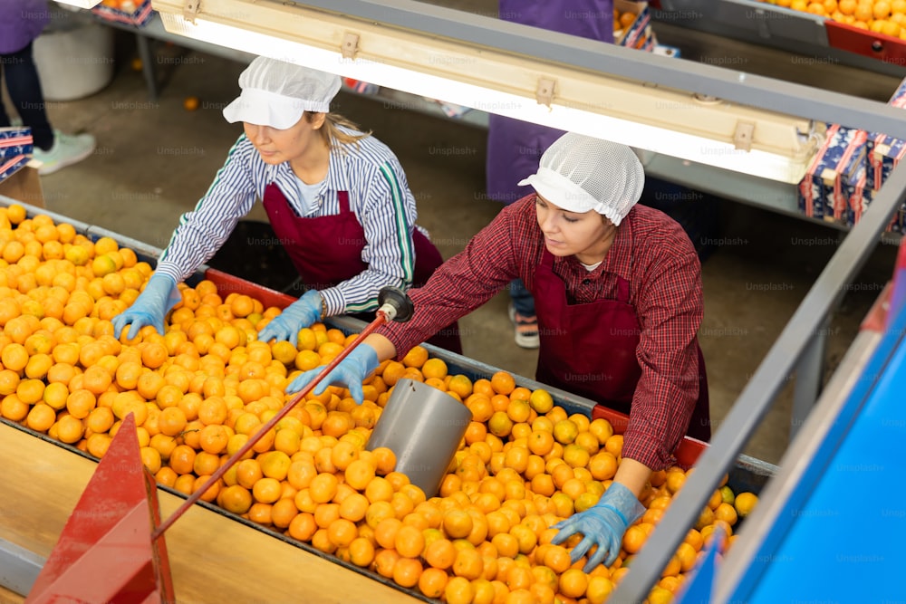 Two young women in colored uniforms sort tangerines on a conveyor line for processing citrus fruits in a warehouse.