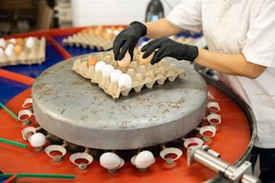 Les mains de travailleurs portant des gants trient les œufs dans un atelier de tri d’œufs
