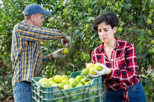 Smiling farmer man and woman picking lemon from green leafy tree in lemon plantation