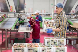 Trabajador diligente lleva cajas de frutas de mango en la fábrica