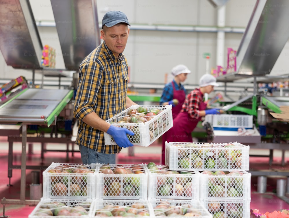 Diligent worker carries boxes of mango fruits at factory