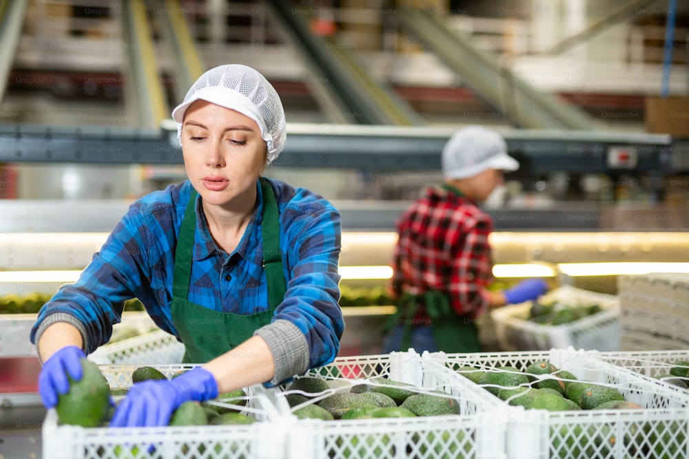 Giovane donna esperta che lavora nel magazzino della frutta, controllando gli avocado maturi nelle scatole prima dello stoccaggio o della consegna ai negozi