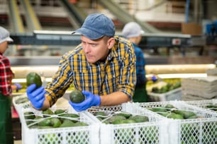 Un attento dipendente della fabbrica alimentare controlla la qualità di un avocado