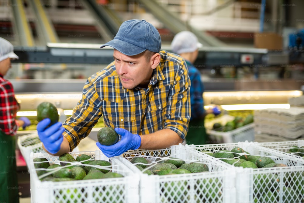 Un atento empleado de una fábrica de alimentos comprueba la calidad de un aguacate