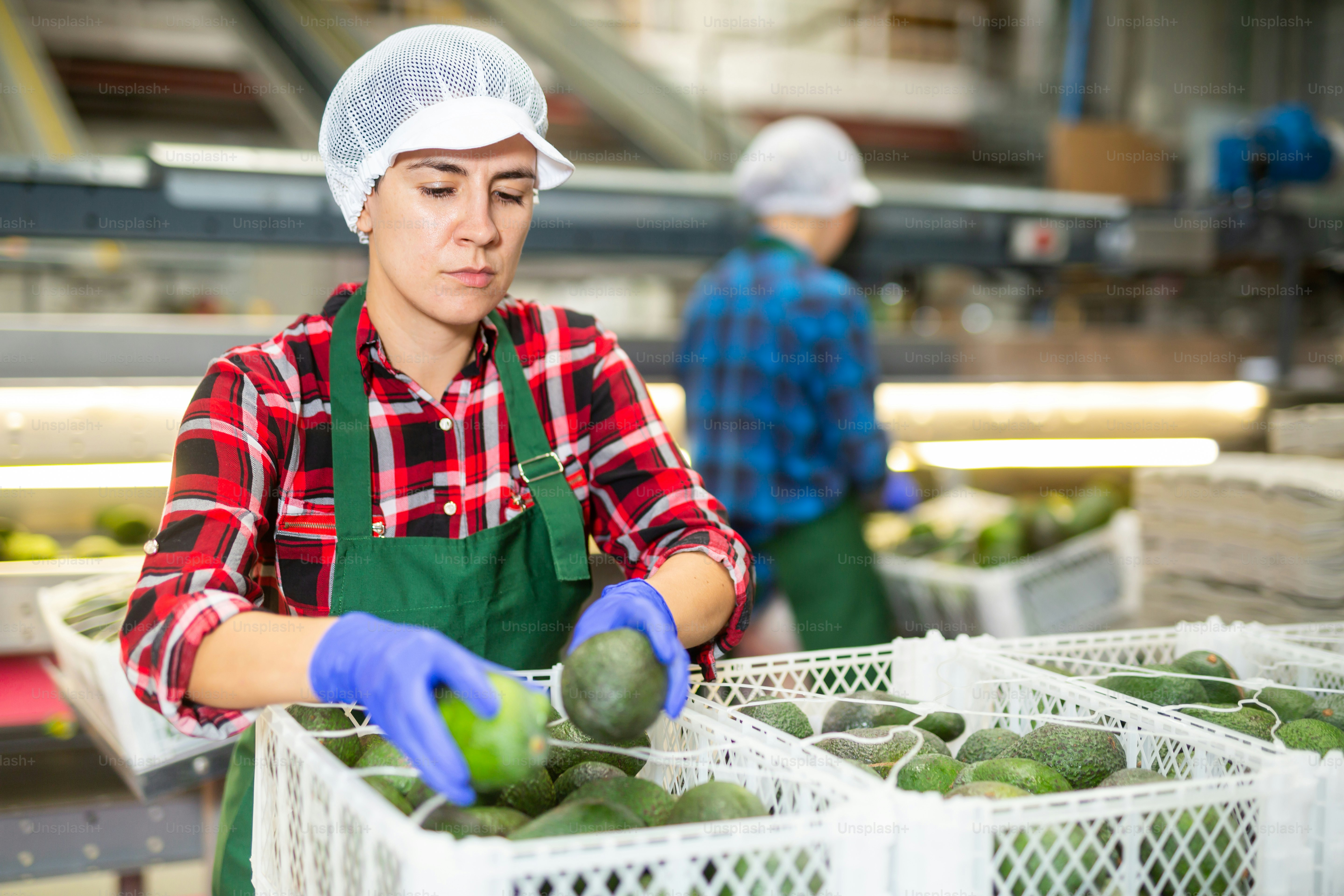 Young Hispanic woman working at fruit warehouse, checking ripe avocados ...