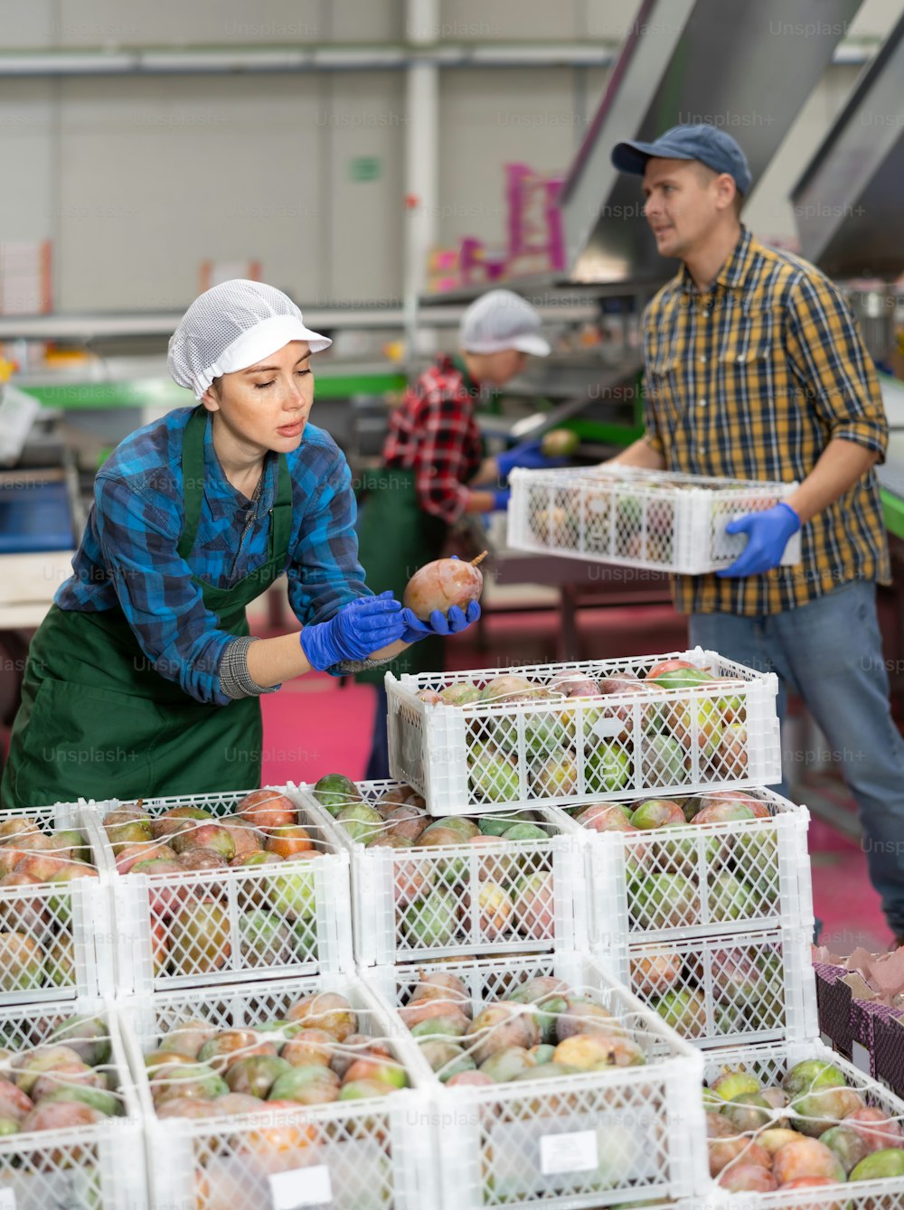 Positive woman working on fruit sorting line at warehouse, checking quality of mango in boxes