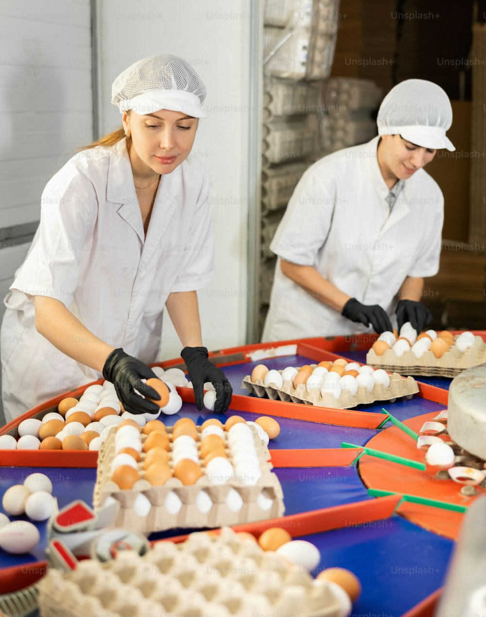닭 농장에서 계란의 품질 관리를 수행하는 우수한 자격을 갖춘 사람들