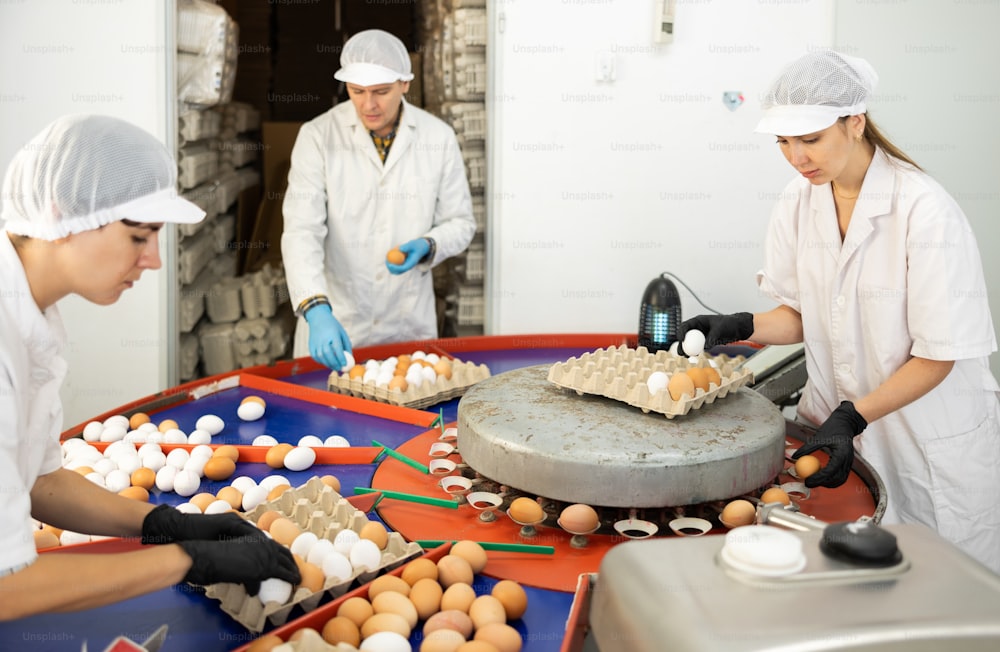 Team of farm workers sorting chicken eggs by size and labeling together
