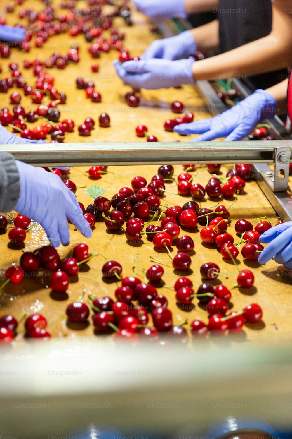 Sorting washed ripe cherries at the cherry farm