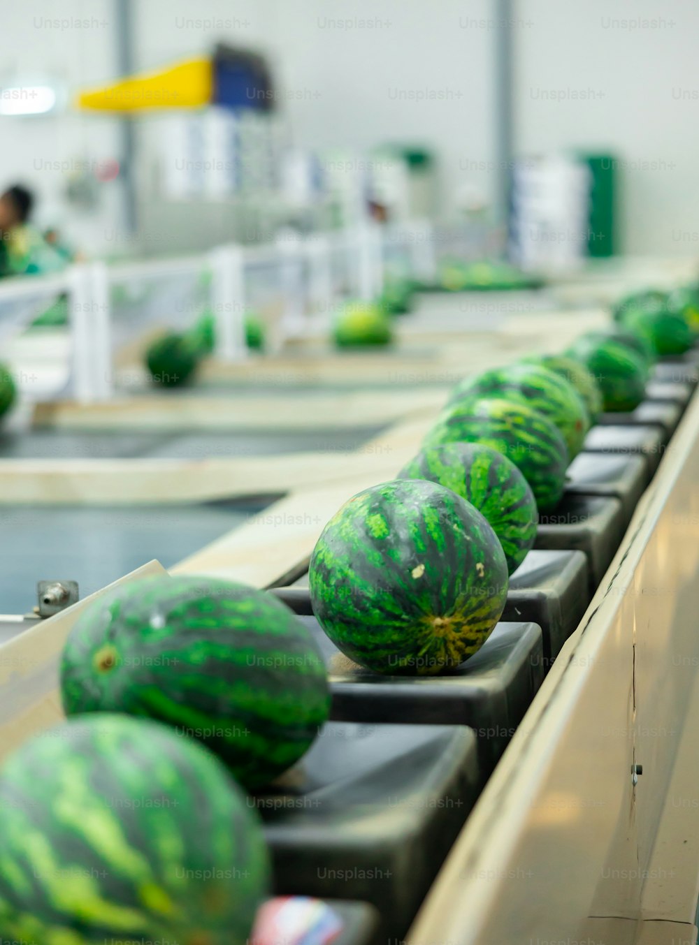 Row of watermelons processing on conveyor. Fresh ripe fruits in factory.