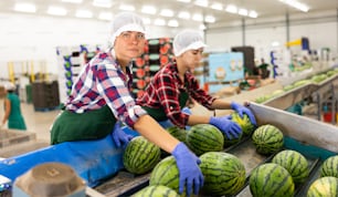 Trabalhadores de fábricas de vegetais classificando melancias em uma linha transportadora