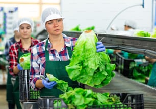 Caucasian woman sorting and processing fresh lettuce during work day in vegetable factory.