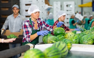 Young woman sorting fresh ripe watermelons in fruit factory.