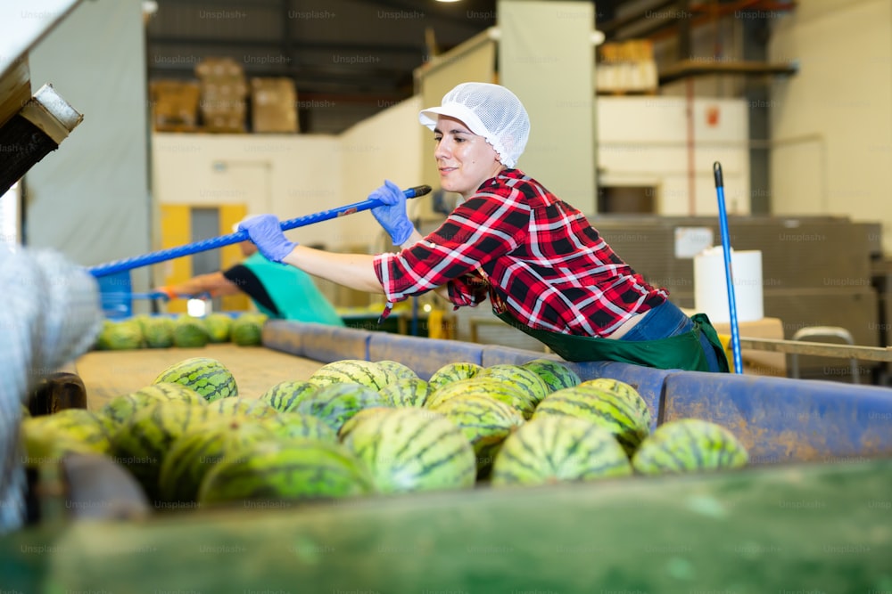 Woman sorting watermelons and checking quality on conveyor belt at vegetable factory
