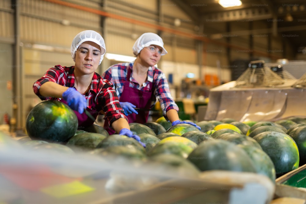 Women hardworking in agricultural facility, sorting watermelons at conveyor belt line.
