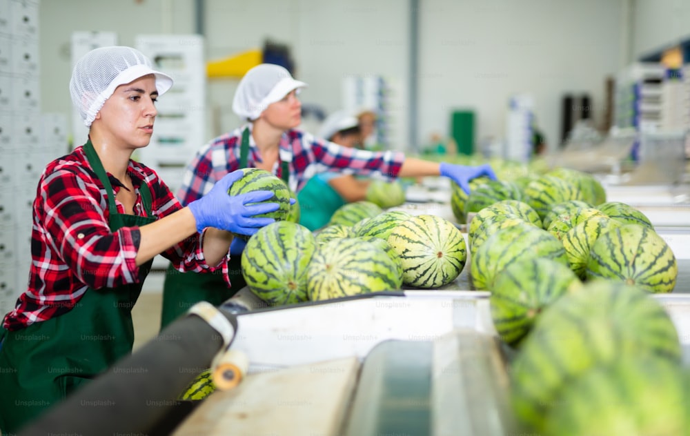 Latin woman sorting fresh ripe watermelons in fruit factory.