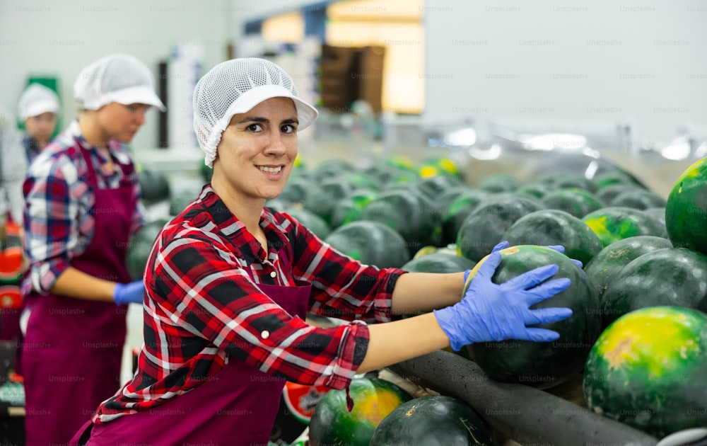 Women working in vegetable processing factory, controlling process of peeling and washing of watermelons on conveyor belt of sorting production line