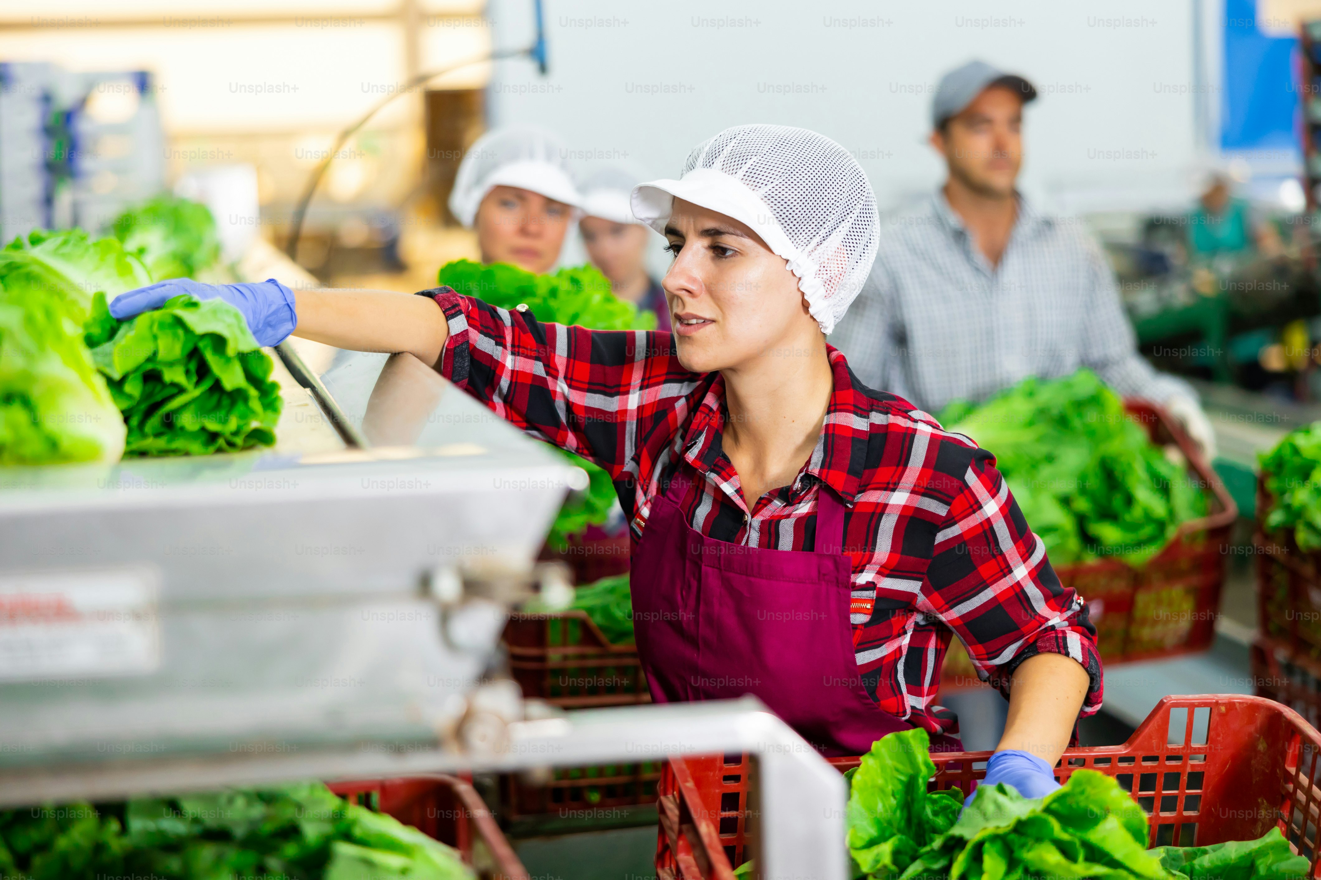 Woman in uniform during sorting lettuce at warehouse at vegetable factory