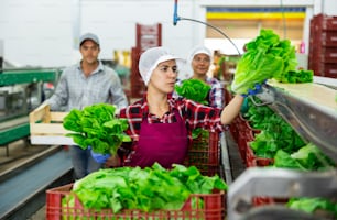 Mujer latina en delantal clasificando y apilando lechuga verde fresca manualmente mientras trabajaba en una fábrica de verduras.