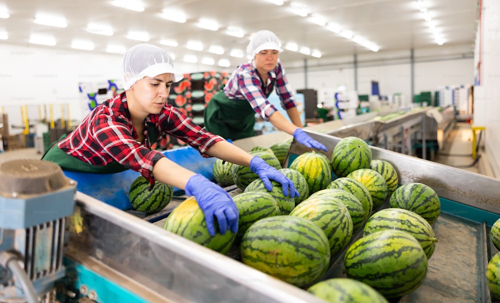 Trabajadores de una fábrica de verduras clasificando sandías en una línea transportadora