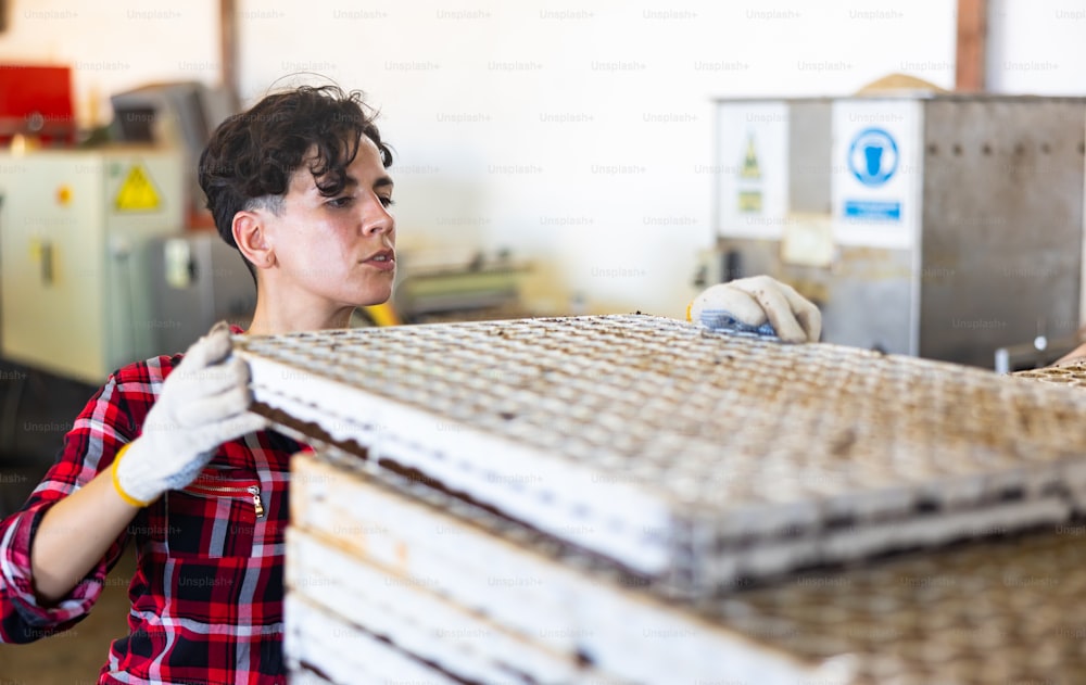 Mujer latina trabajando en instalaciones agrícolas, arreglando bandejas celulares con semillas.