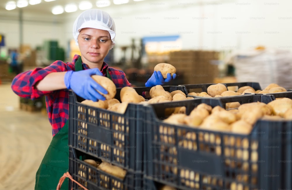 Mulher em uniforme verificando a qualidade e classificando batatas enquanto trabalhava no armazém da instalação de vegetais.