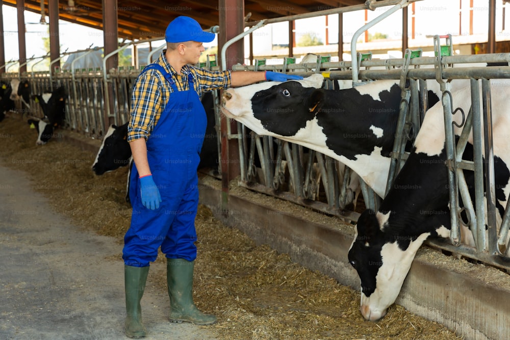 Farm worker caring for cows in stall at a dairy farm