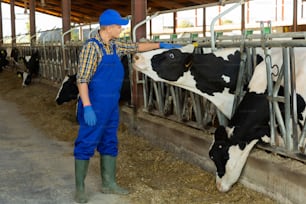 Landarbeiter kümmert sich um Kühe im Stall eines Milchviehbetriebs