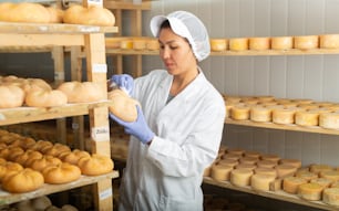 A queijeira verifica a qualidade do queijo. Números em pedaços de papel branco são a data em que o queijo foi colocado na câmara de maturação