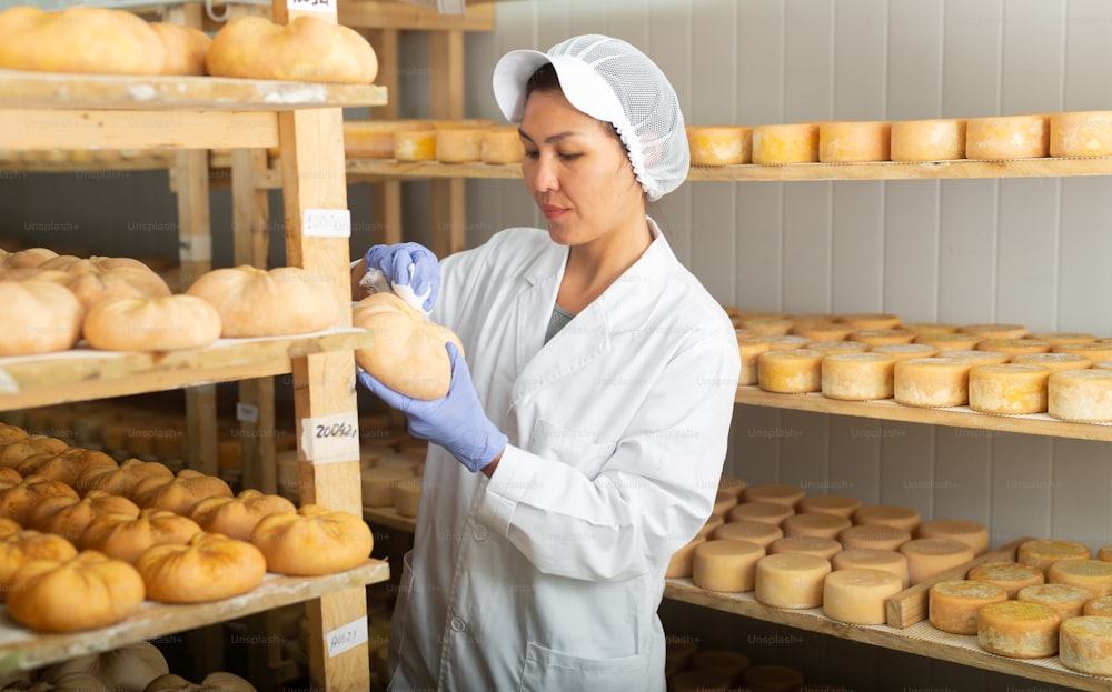 Female cheesemaker checks the quality of the cheese. Numbers on white pieces of paper are date when cheese was put into the ripening chamber